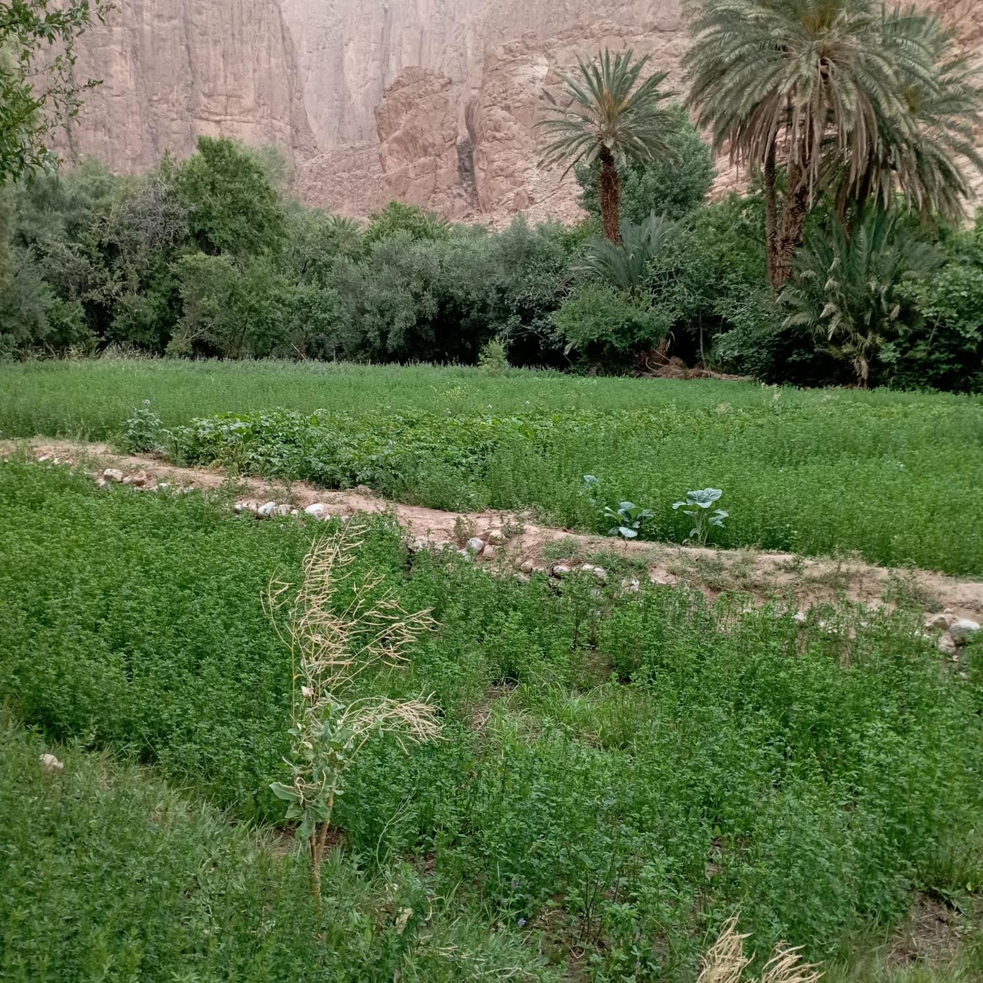 Riad La Fleur Ait Baha ห้อง รูปภาพ